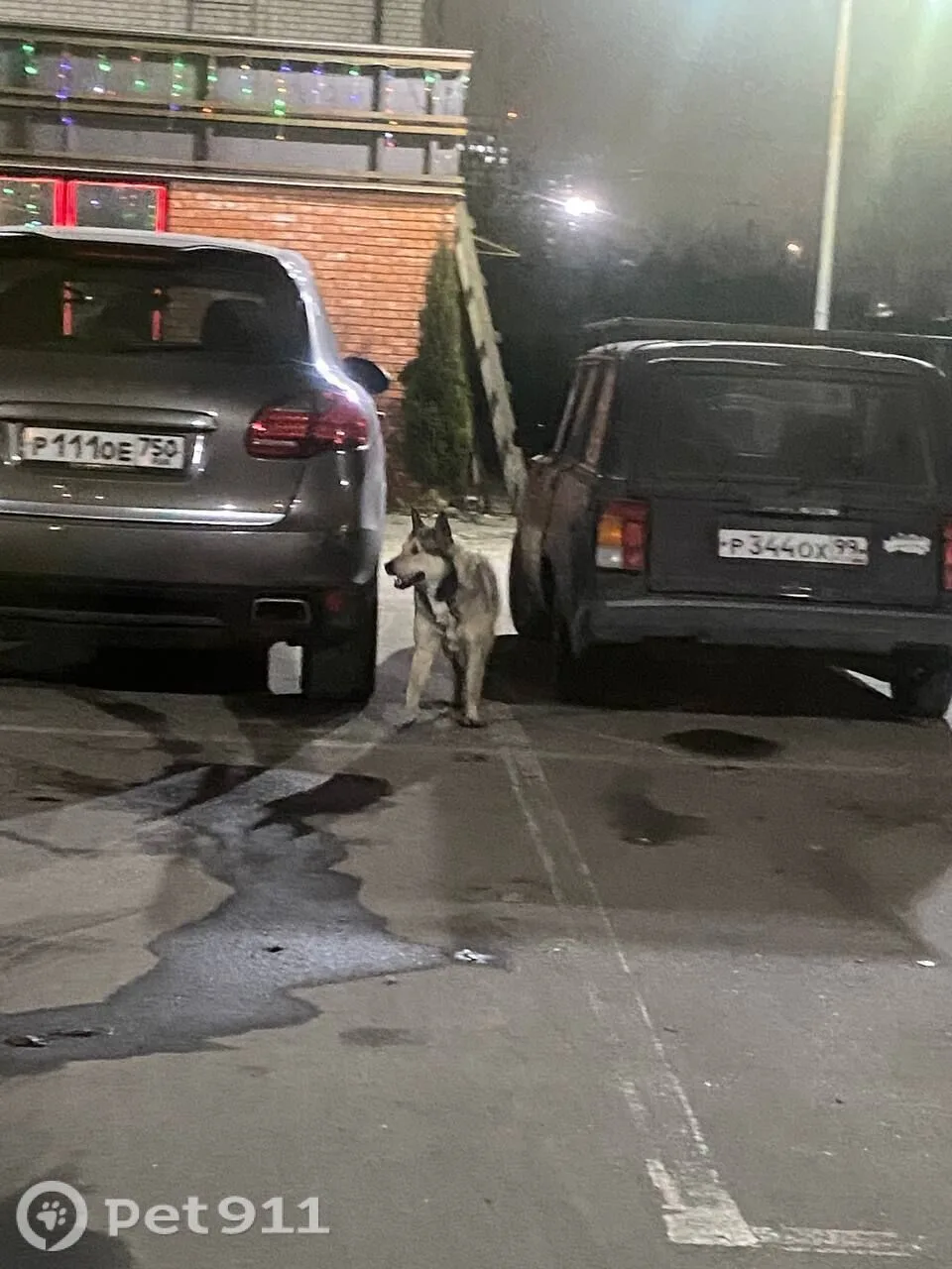 Найдена собака в Реутове — фото питомца