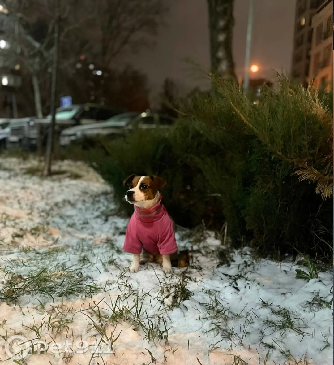 Пропала собака в Реутове — фото питомца