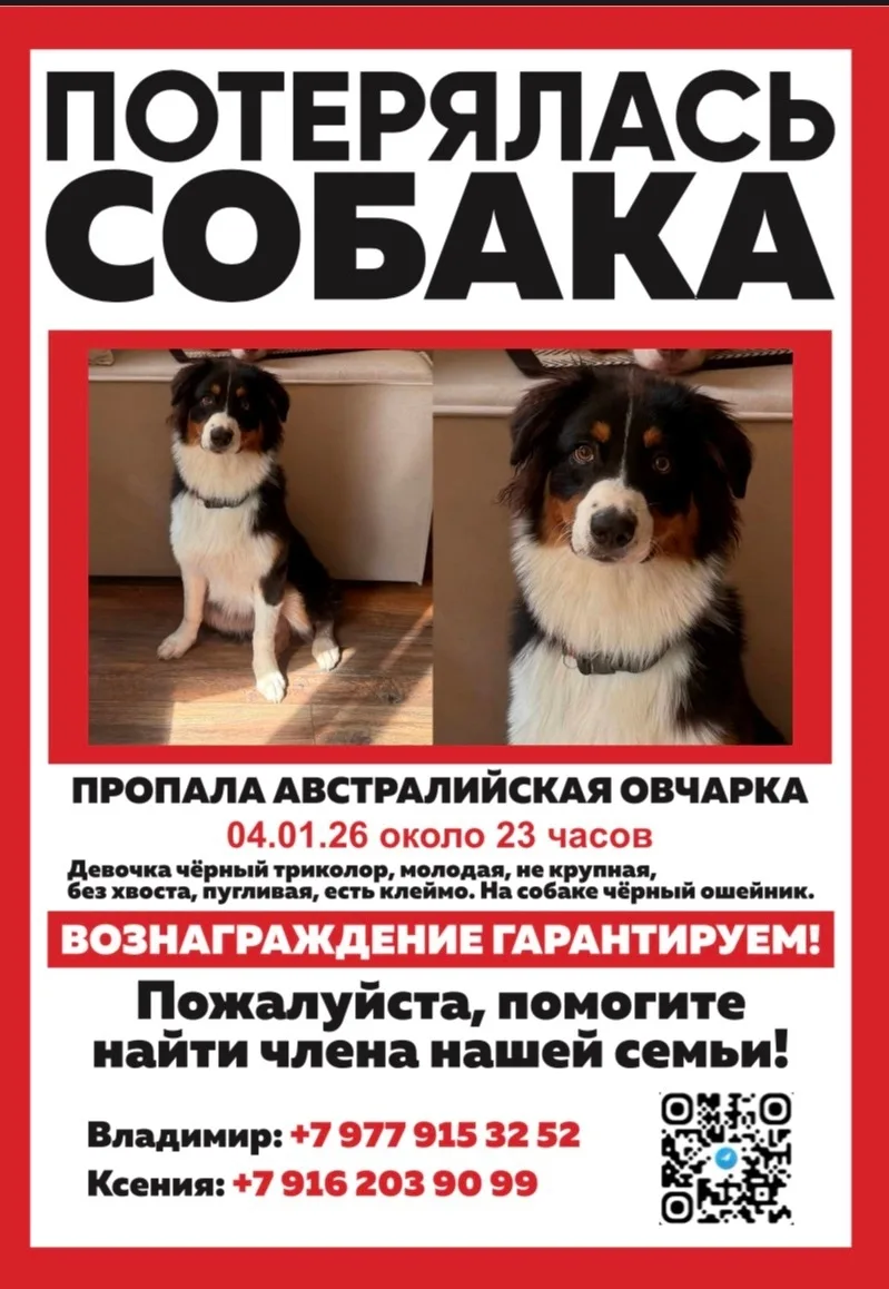 Пропала собака в Долгопрудном — фото питомца