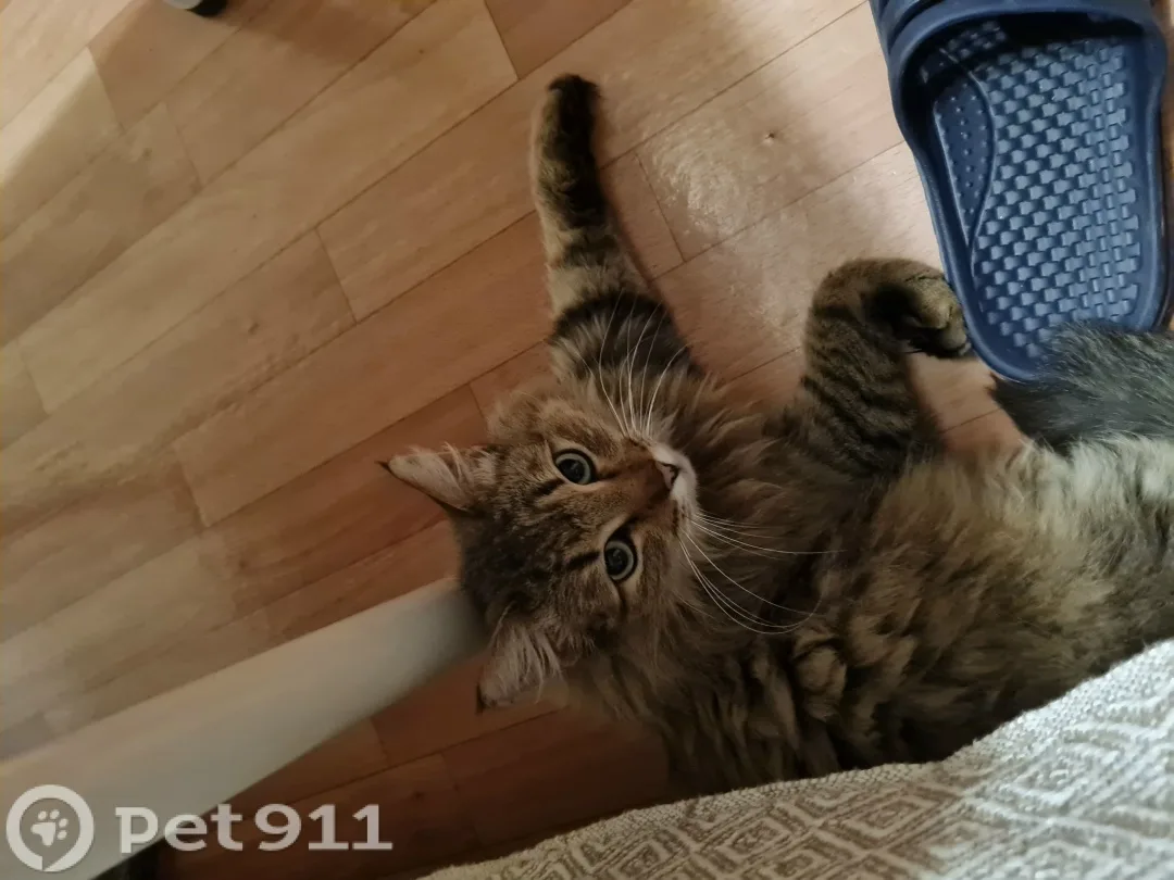 Найдена кошка в Реутове — фото питомца