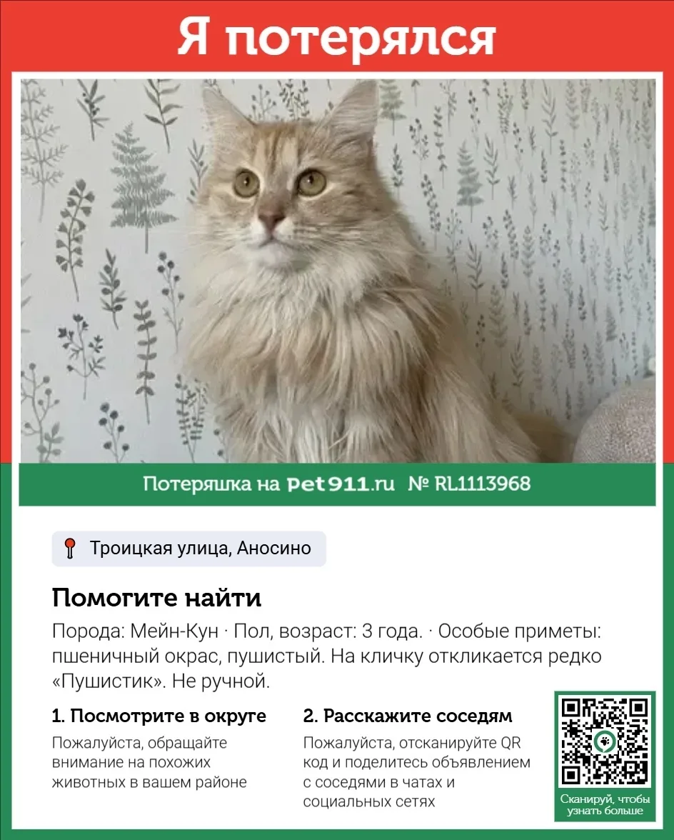 Пропала кошка в Реутове — фото питомца