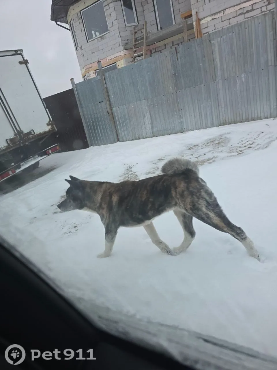 Найдена собака в Реутове — фото питомца