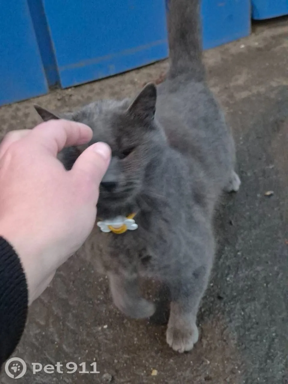 Найдена кошка в Реутове — фото питомца