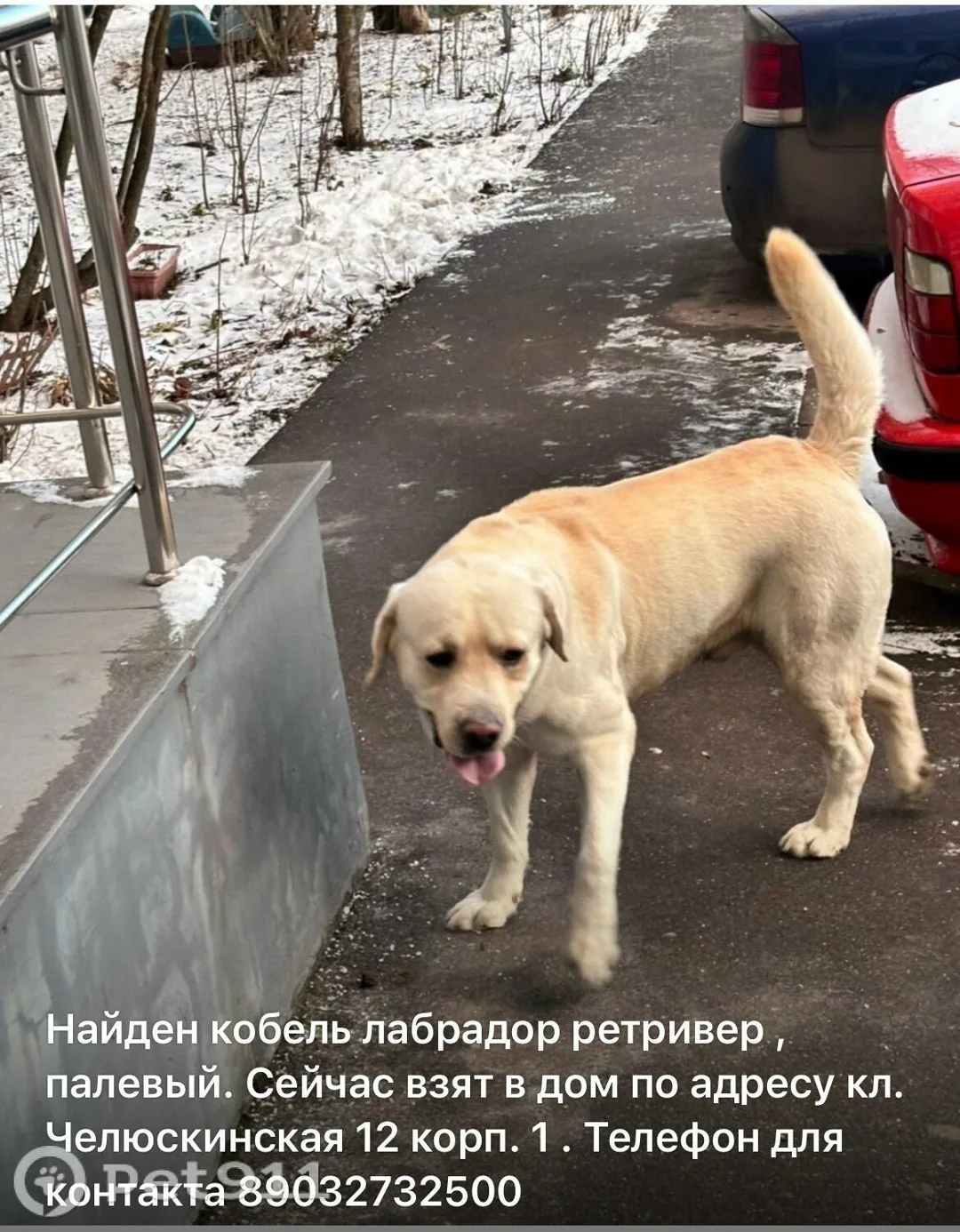Найдена собака в Реутове — фото питомца