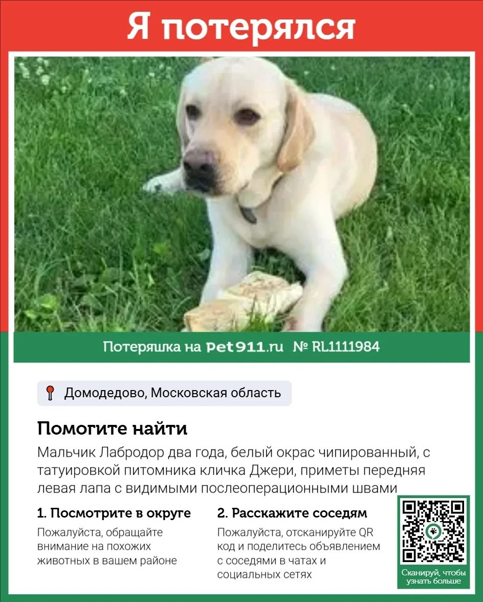 Пропала собака в Реутове — фото питомца