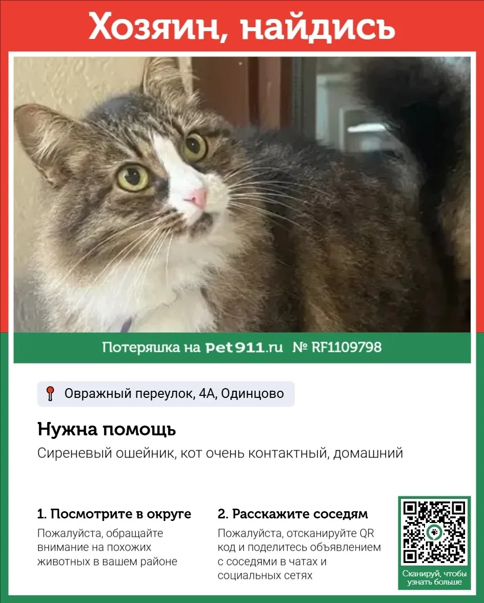 Найдена кошка в Реутове — фото питомца