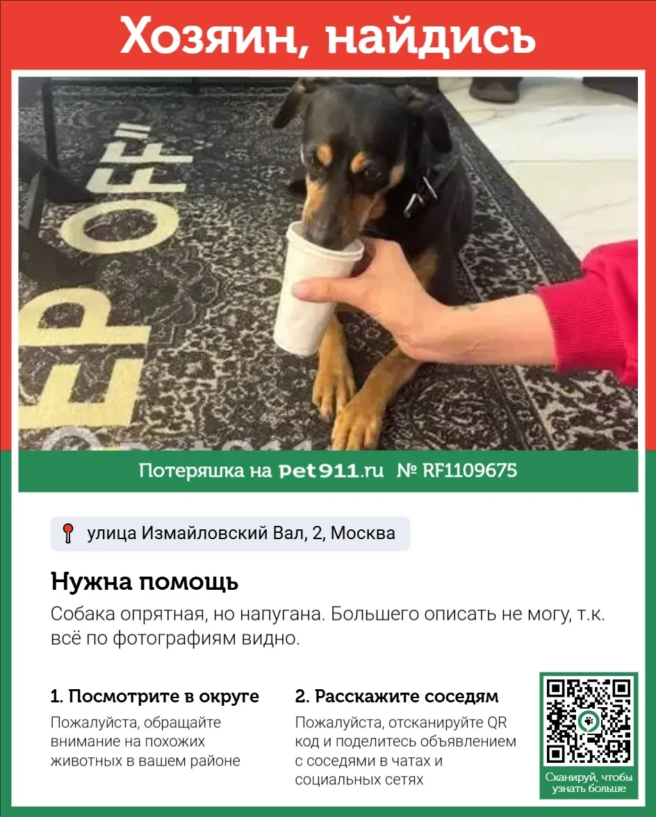 Найдена собака в Реутове — фото питомца