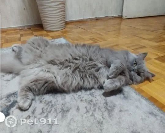 Найдена кошка в Реутове — фото питомца