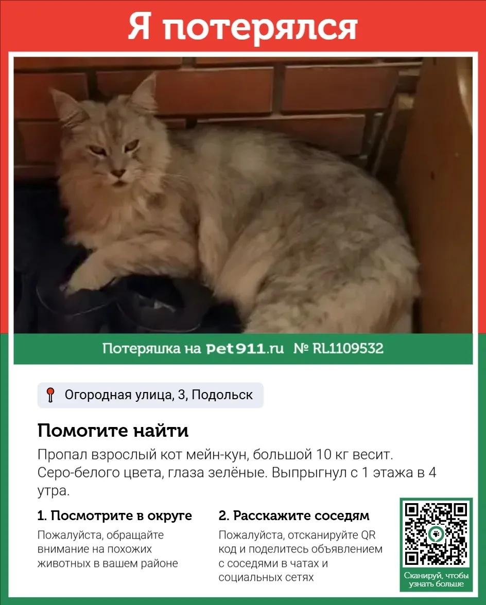 Пропала кошка в Реутове — фото питомца