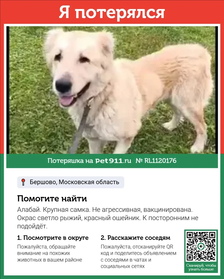 Пропала собака в Реутове — фото питомца