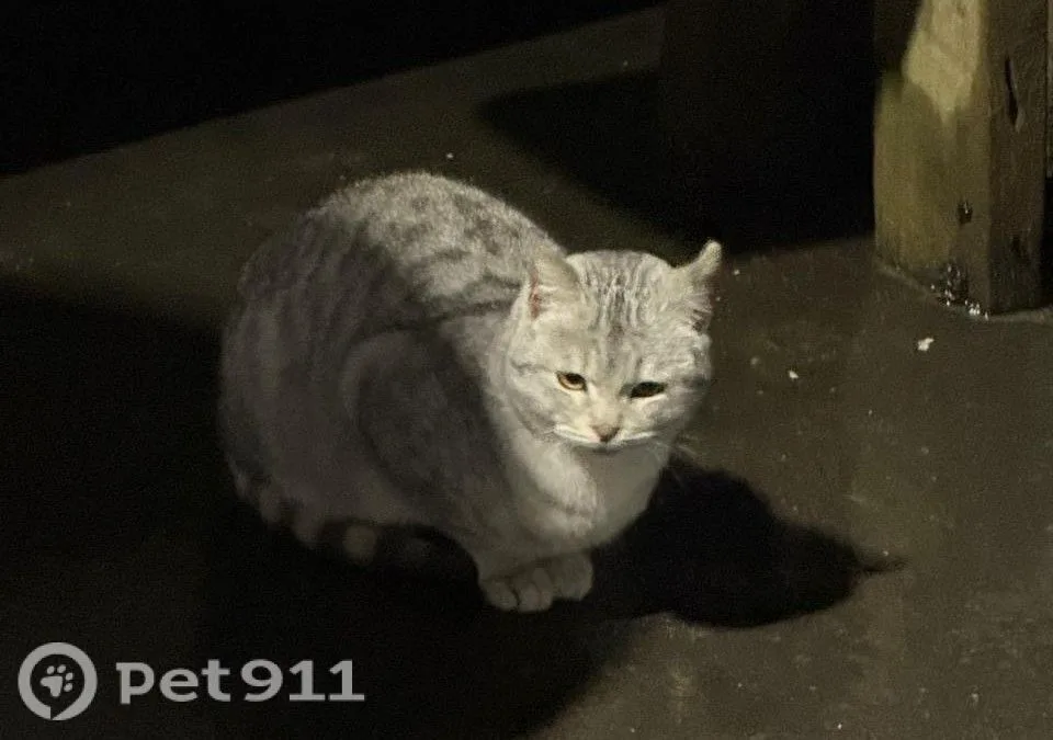 Найдена кошка в Реутове — фото питомца