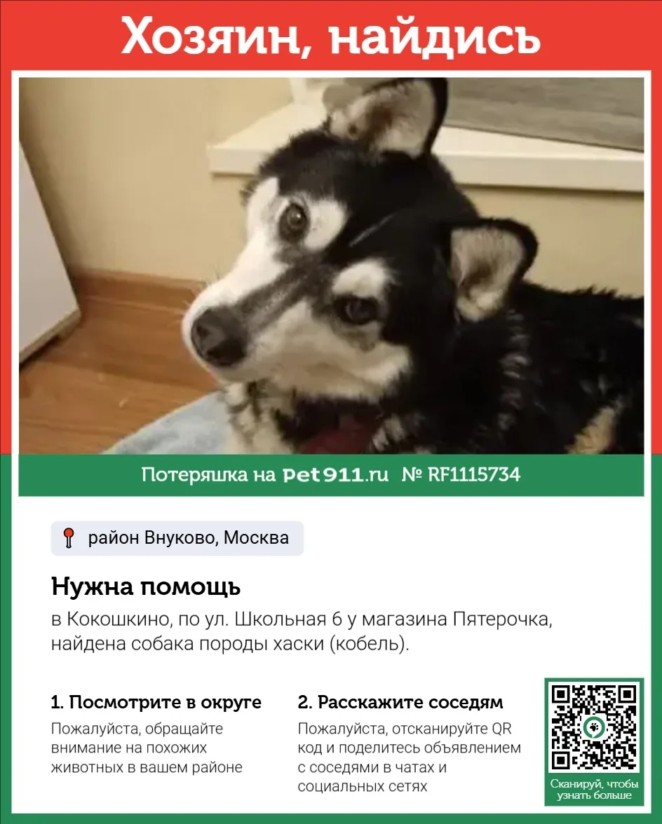 Найдена собака в Реутове — фото питомца