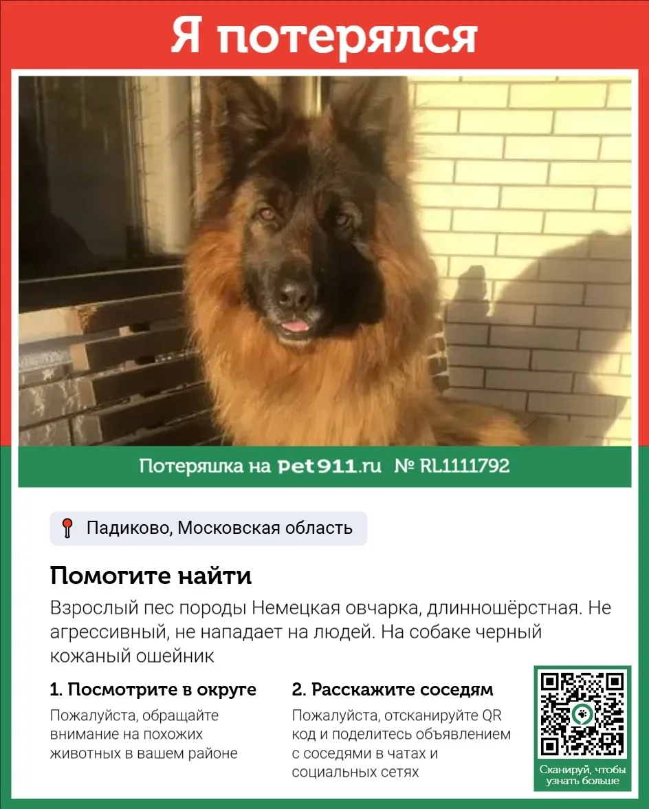 Пропала собака в Реутове — фото питомца