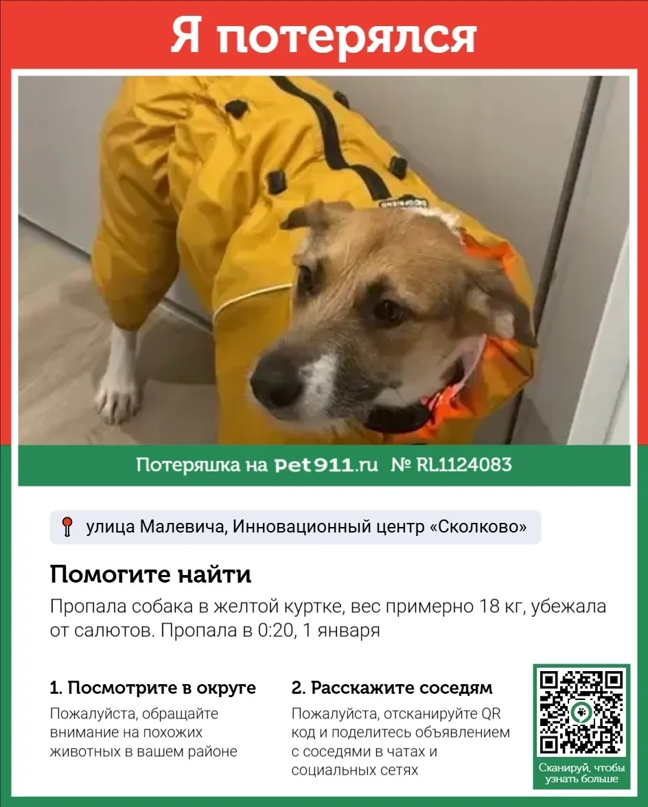 Пропала собака в Реутове — фото питомца