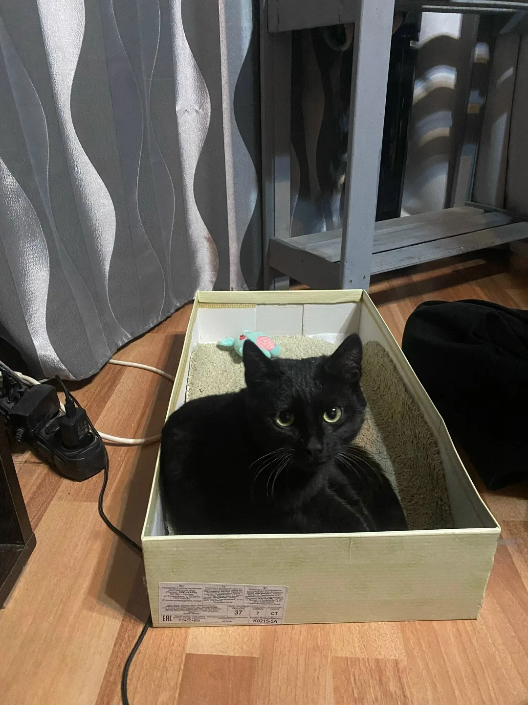 Найдена кошка в Домодедове — фото питомца
