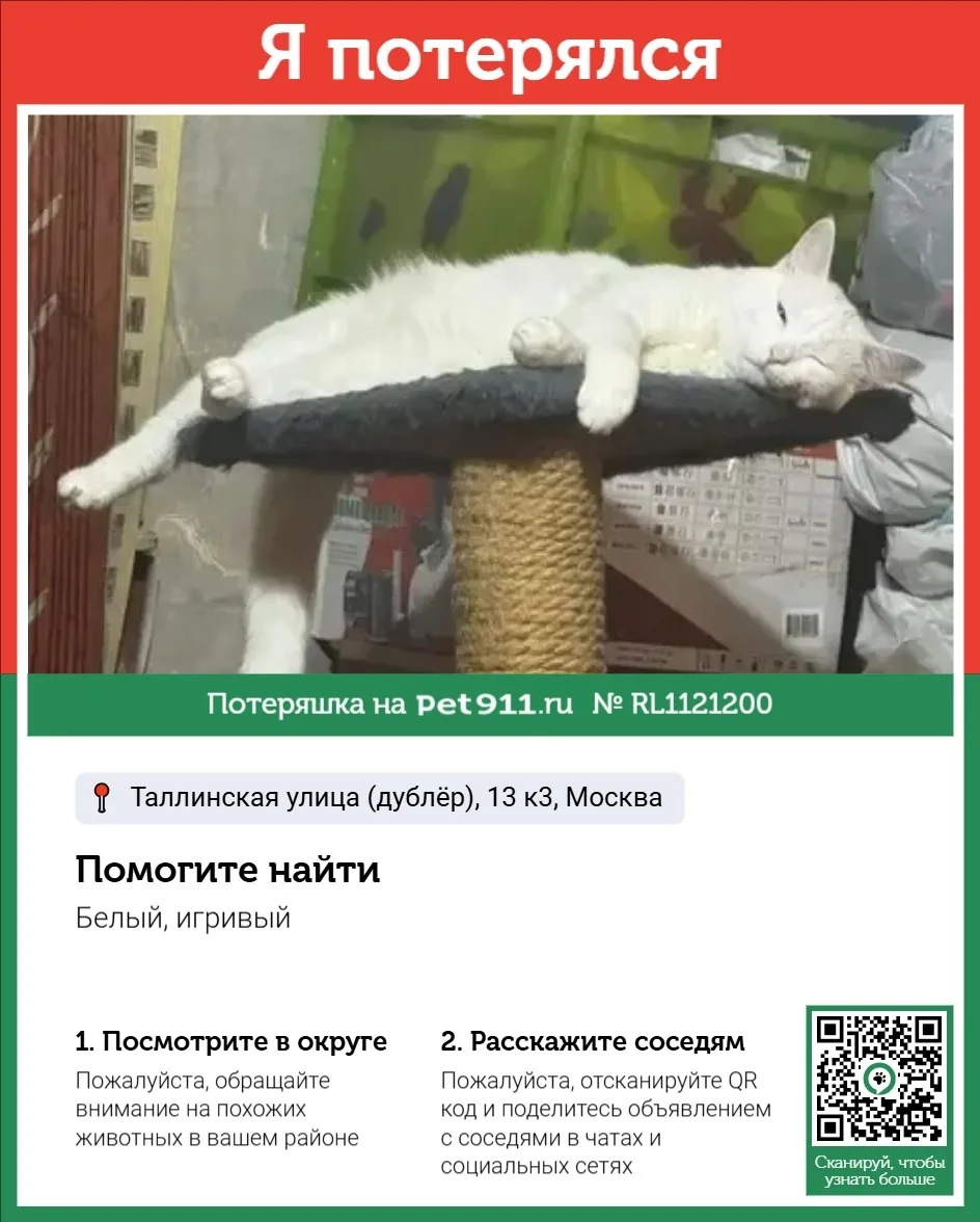 Пропала кошка в Реутове — фото питомца