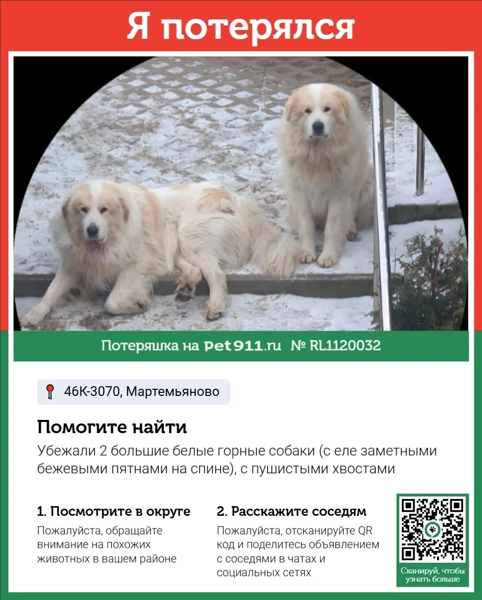 Пропала собака в Реутове — фото питомца