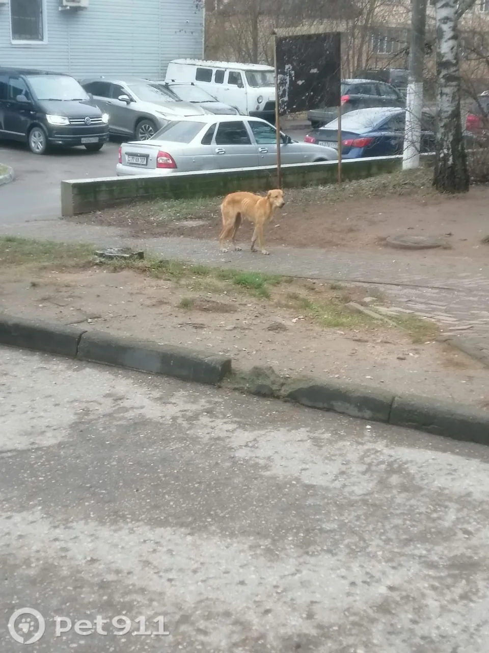 Пропала собака в Реутове — фото питомца