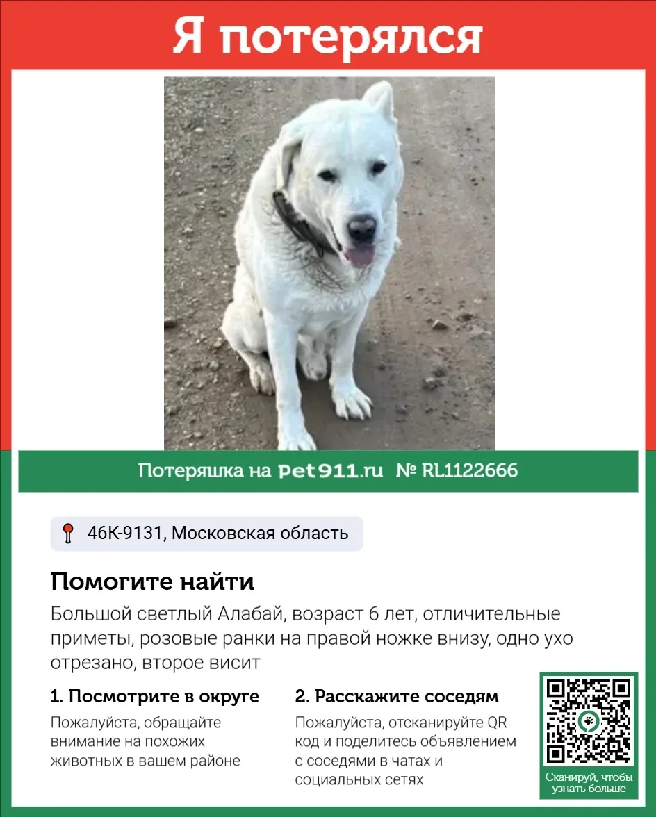 Пропала собака в Реутове — фото питомца