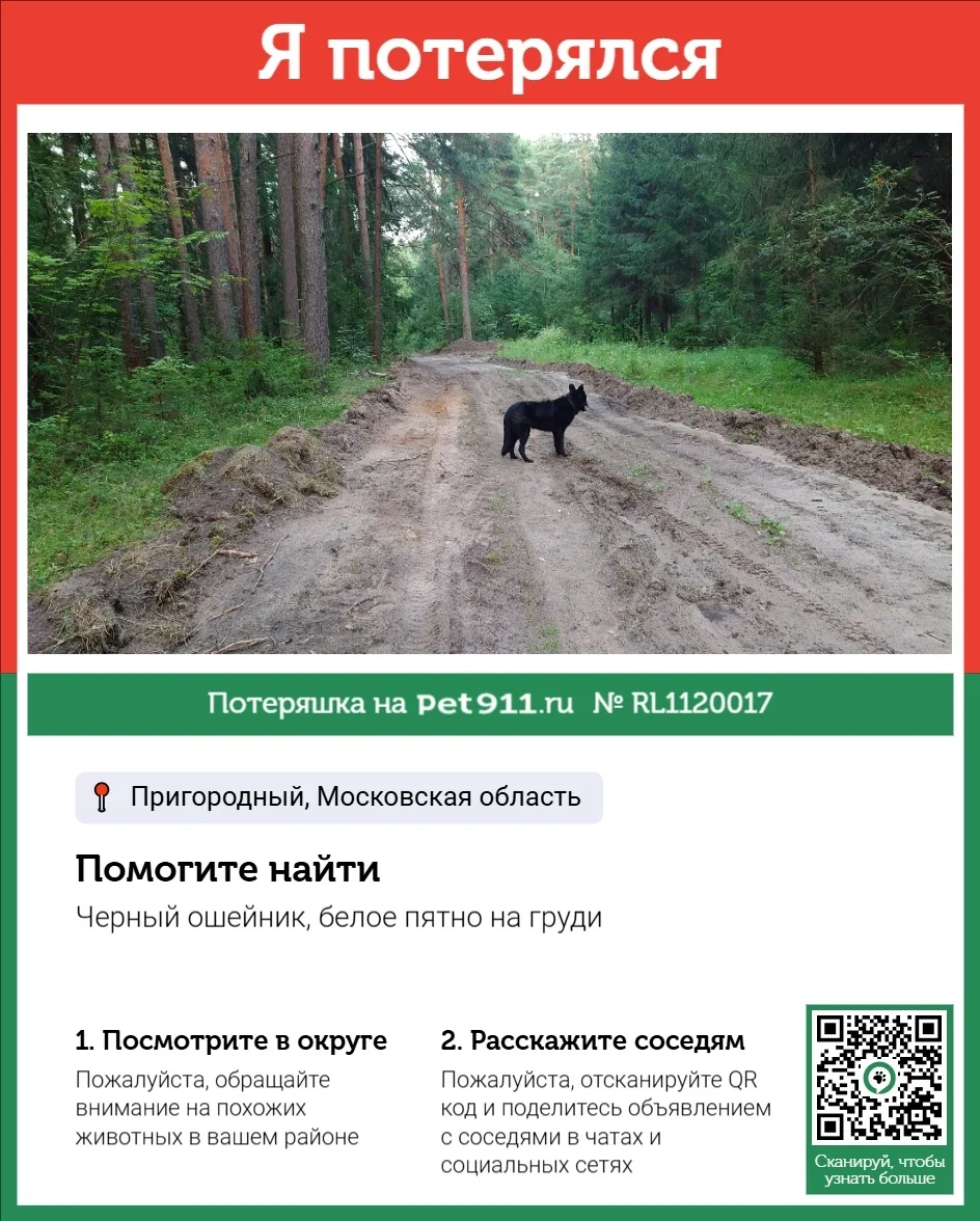 Пропала собака в Реутове — фото питомца