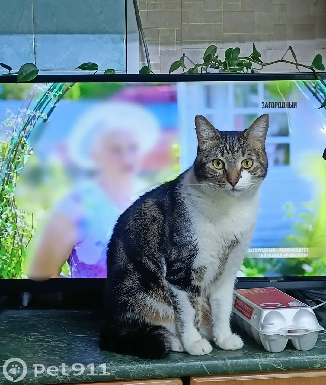 Пропала кошка в Реутове — фото питомца