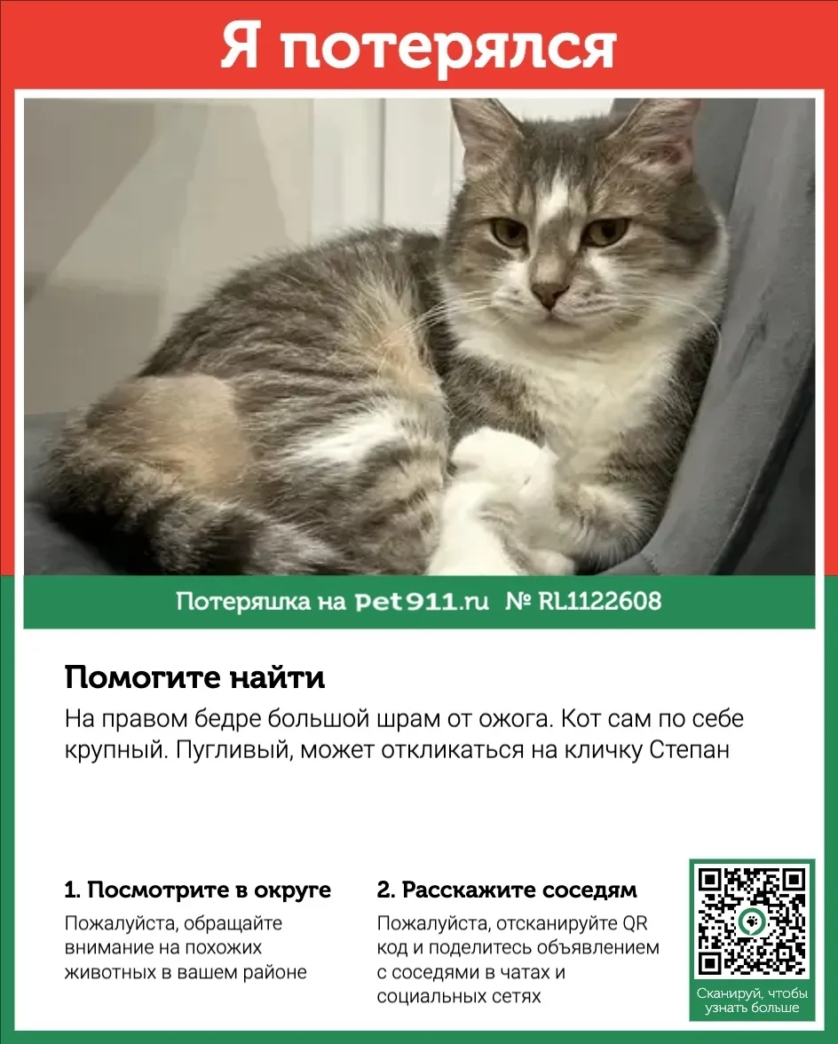 Пропала кошка в Реутове — фото питомца