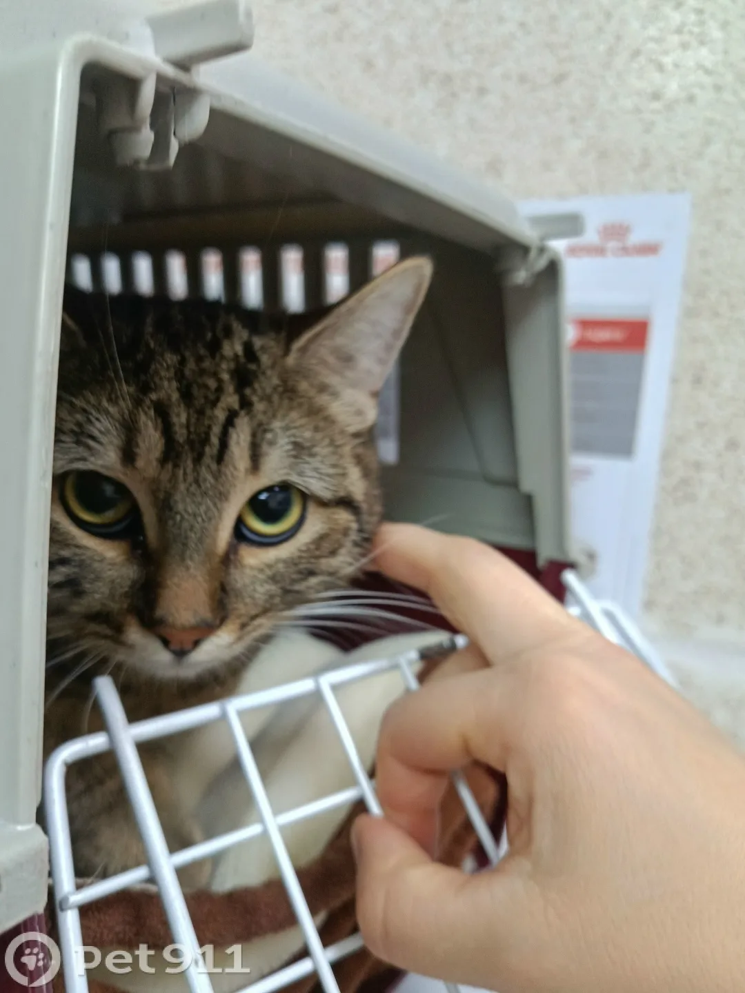 Найдена кошка в Реутове — фото питомца