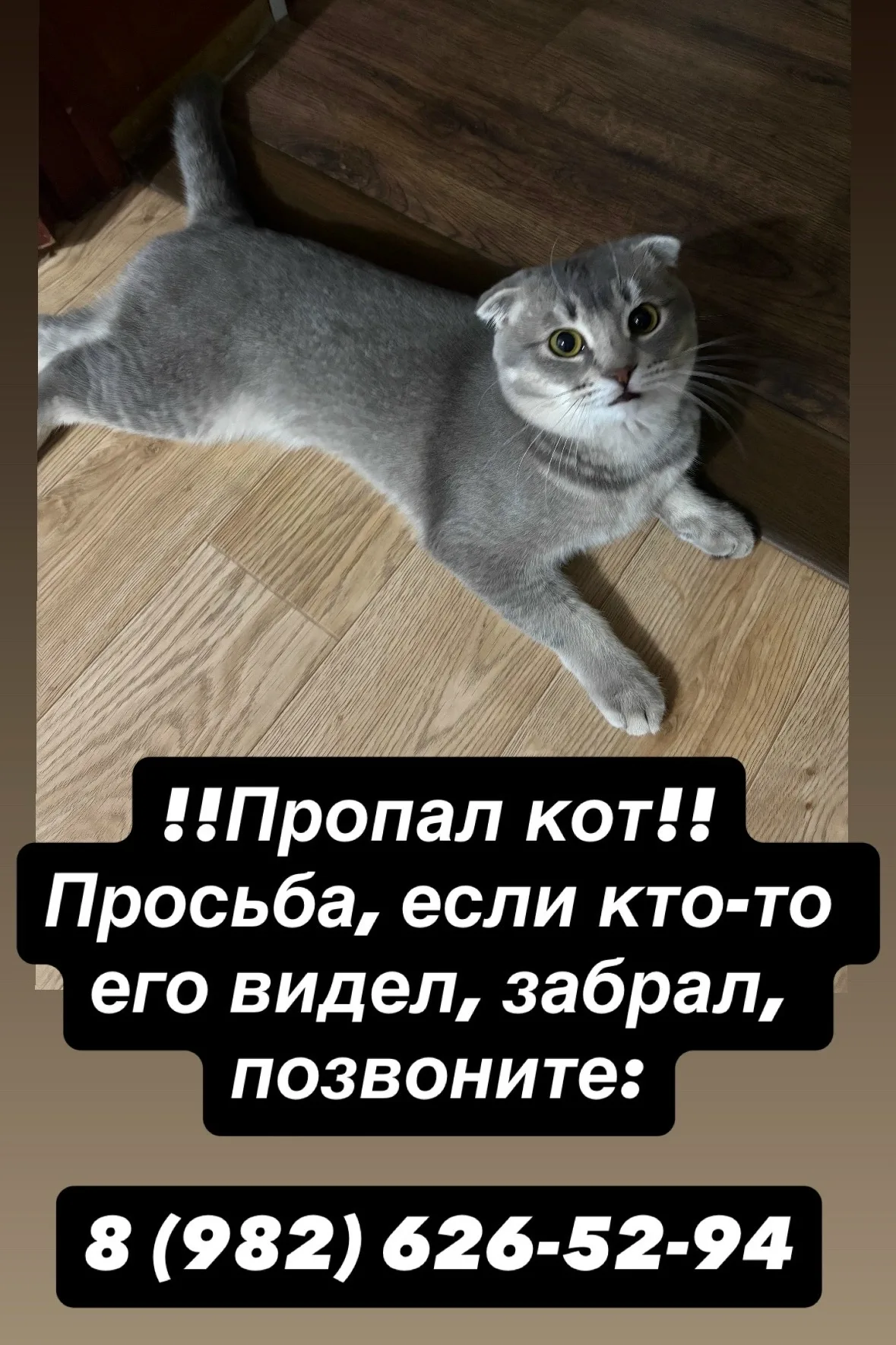 Объявление о питомце в Нижнем Тагиле — фото питомца