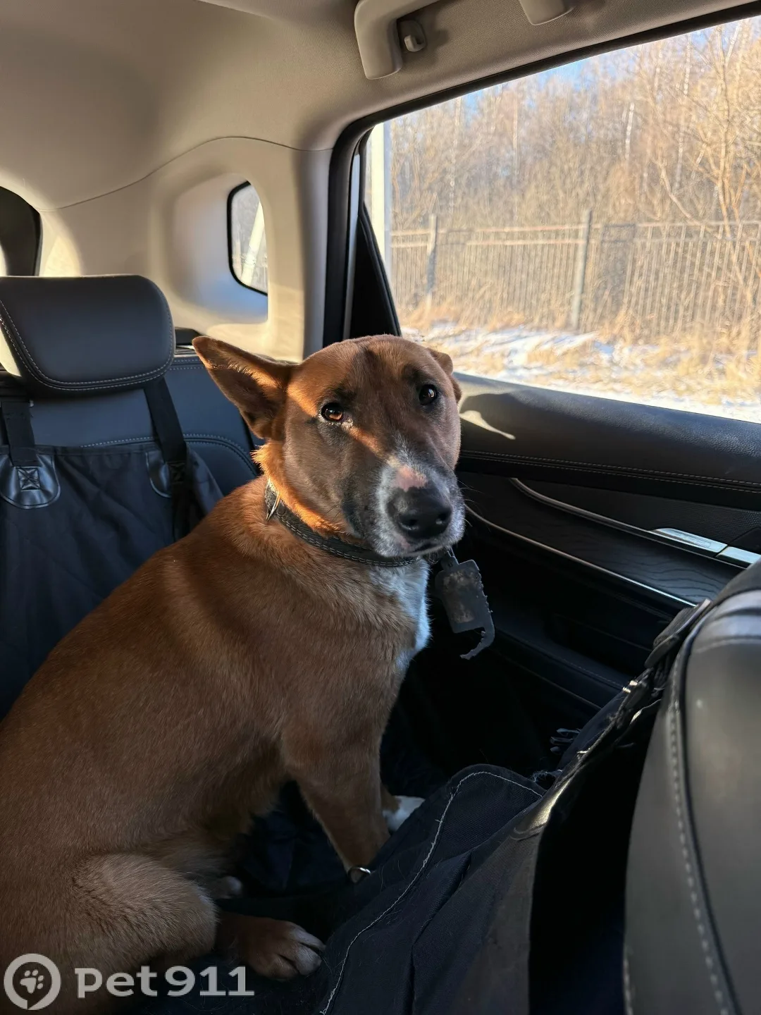Найдена собака в Реутове — фото питомца