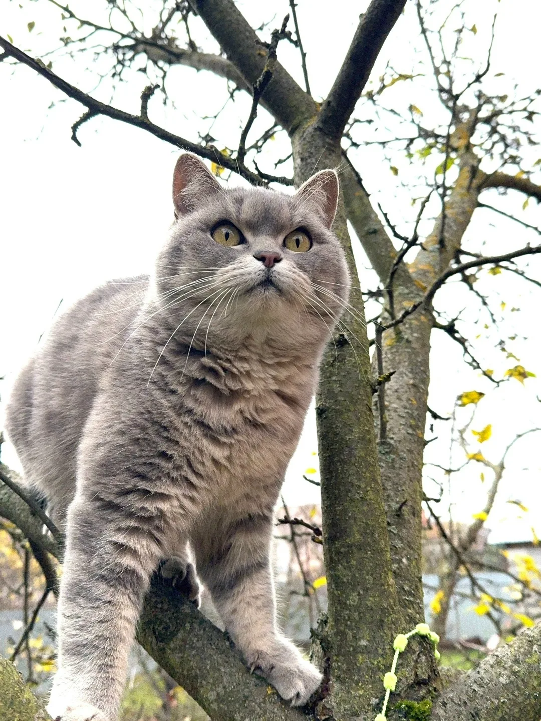 Пропала кошка в Домодедове — фото питомца