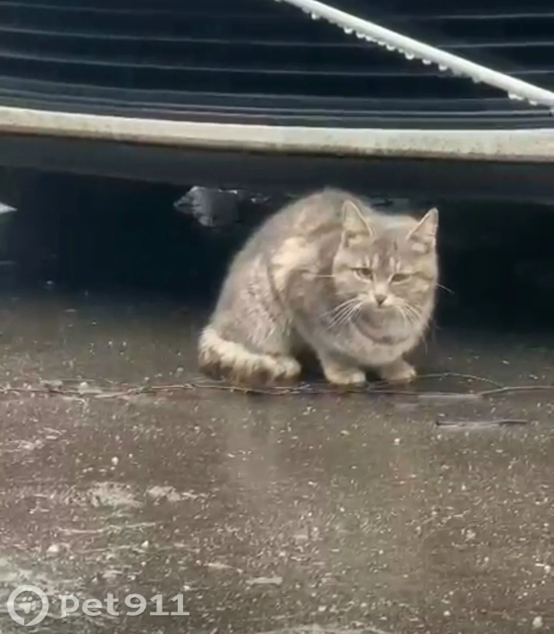 Найдена кошка в Реутове — фото питомца