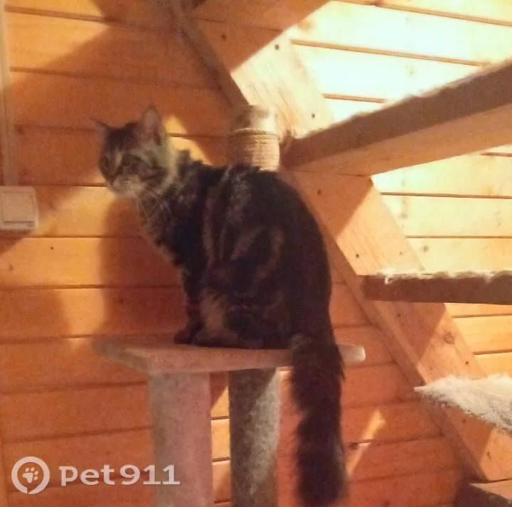 Пропала кошка в Реутове — фото питомца