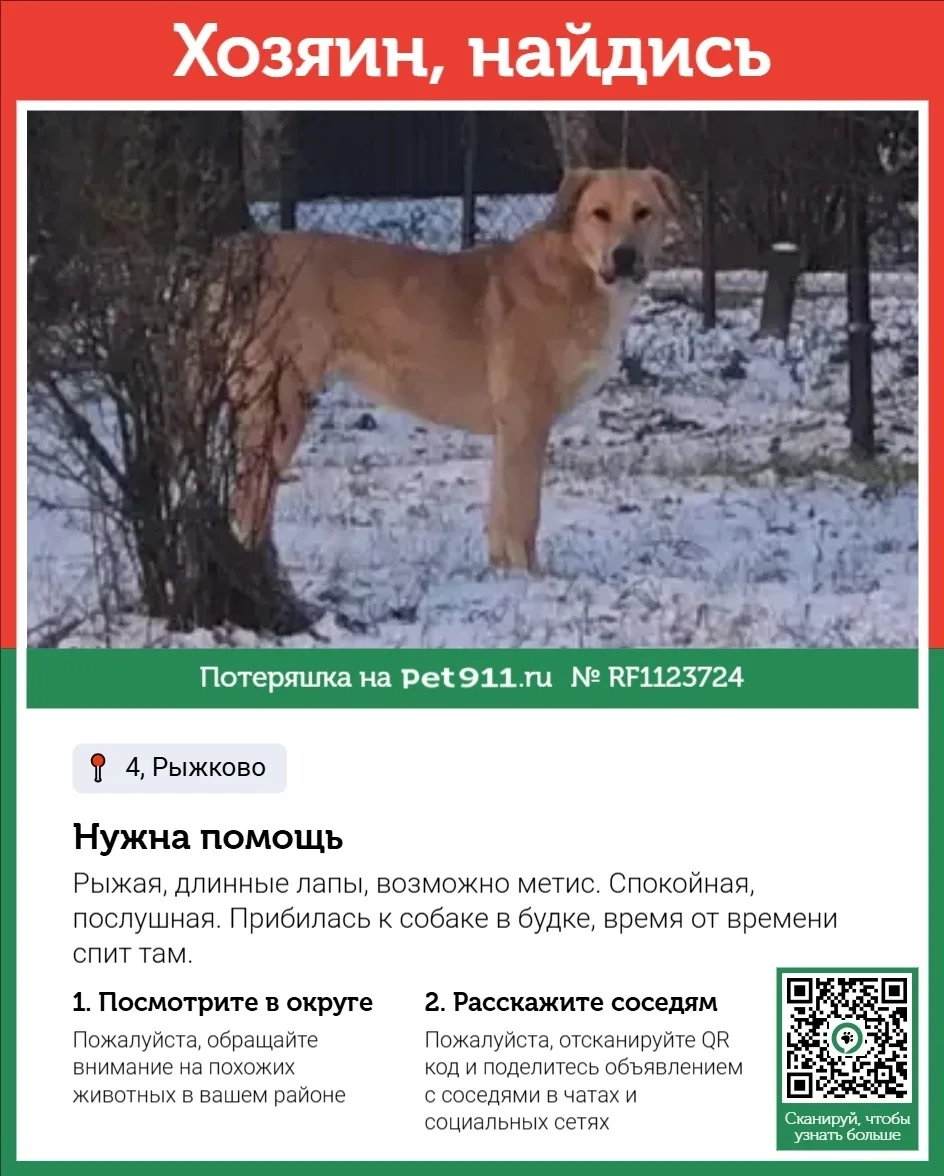 Найдена собака в Реутове — фото питомца