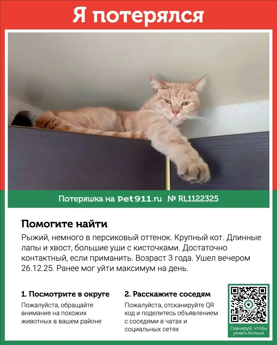 Пропала кошка в Реутове — фото питомца