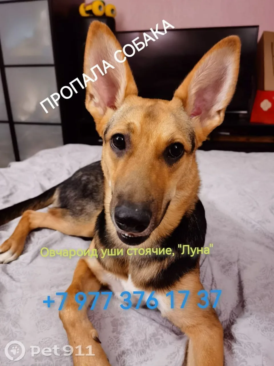 Пропала собака в Реутове — фото питомца