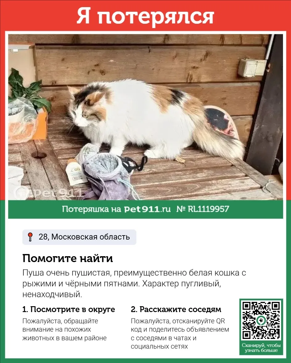 Пропала кошка в Реутове — фото питомца