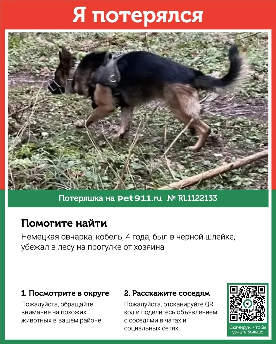 Пропала собака в Реутове — фото питомца