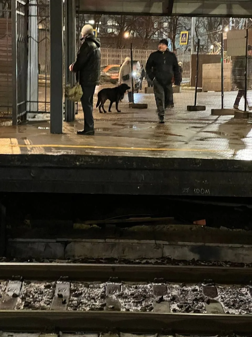 Пропала собака в Раменском — фото питомца