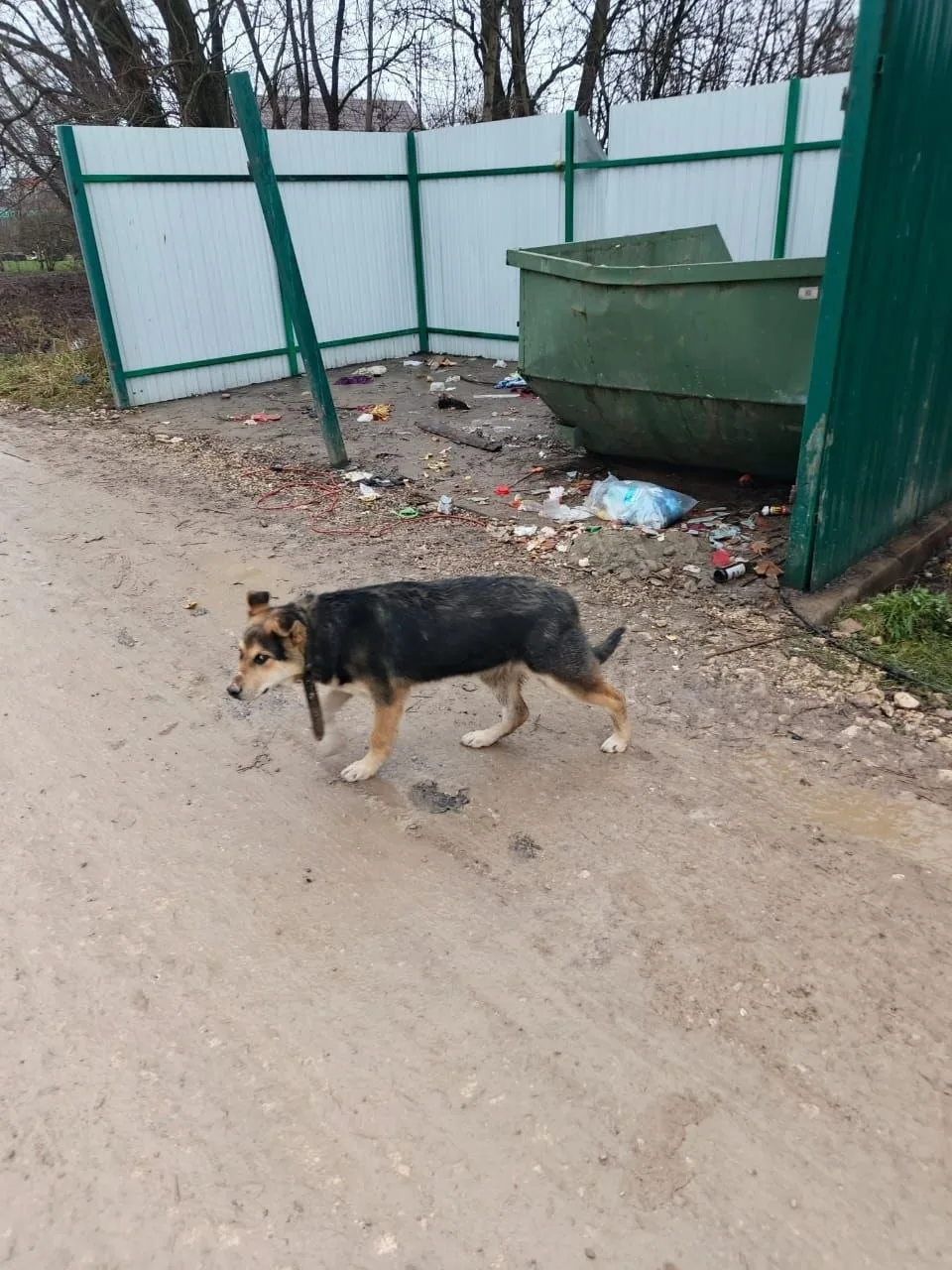 Пропала собака в Домодедове — фото питомца