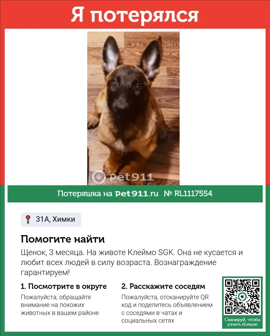 Пропала собака в Реутове — фото питомца