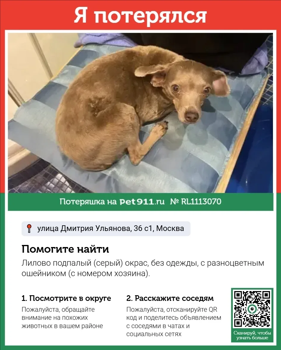 Пропала собака в Реутове — фото питомца
