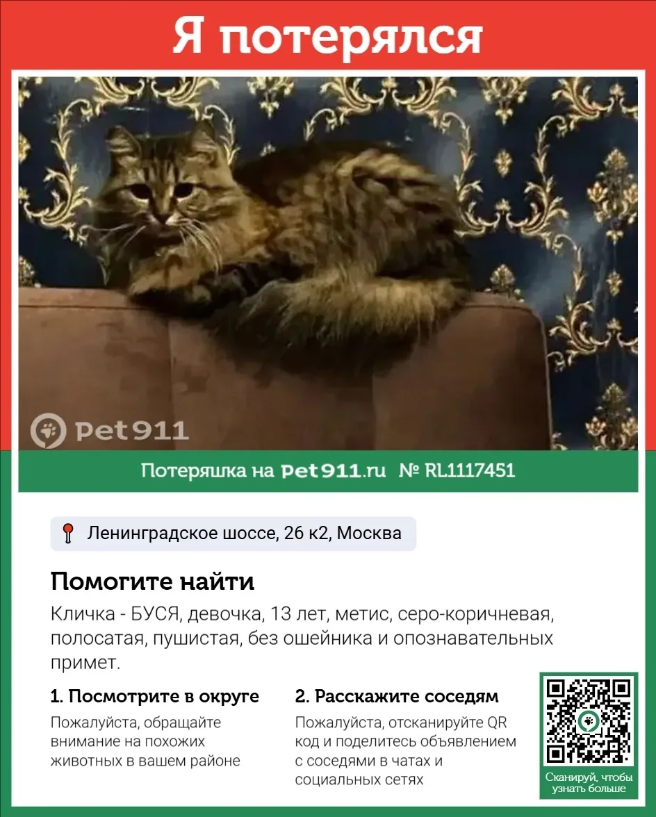 Пропала кошка в Реутове — фото питомца
