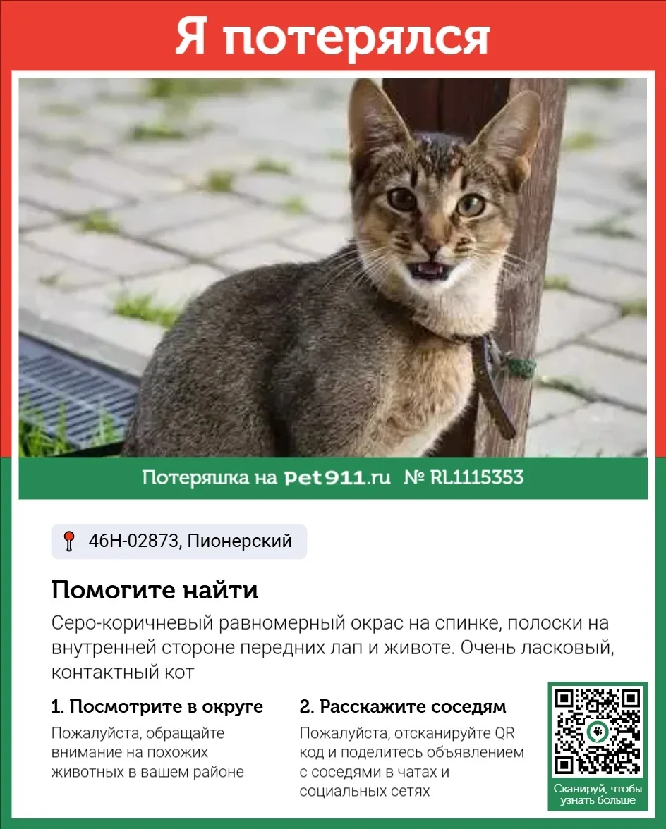 Пропала кошка в Реутове — фото питомца