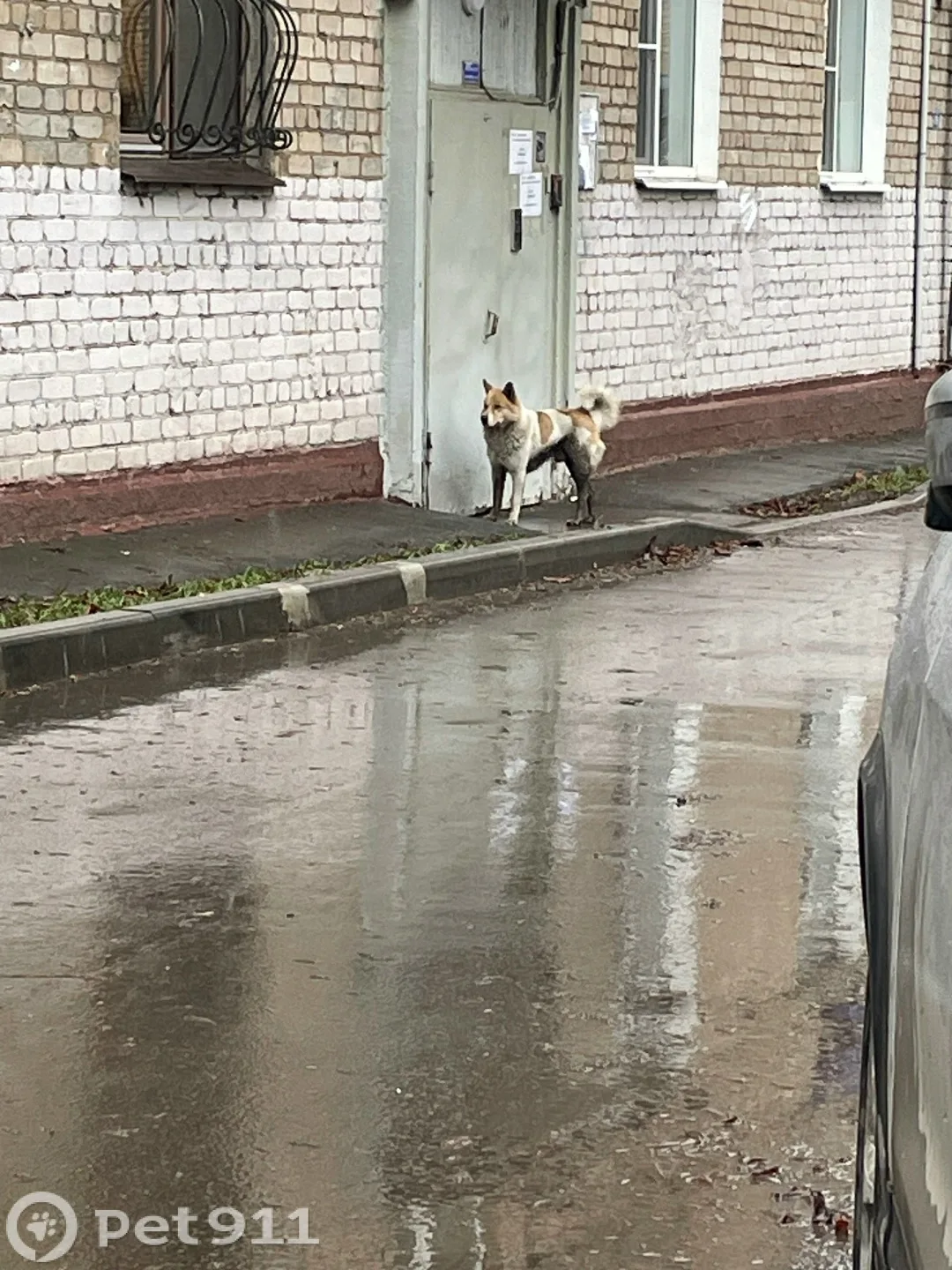 Найдена собака в Реутове — фото питомца