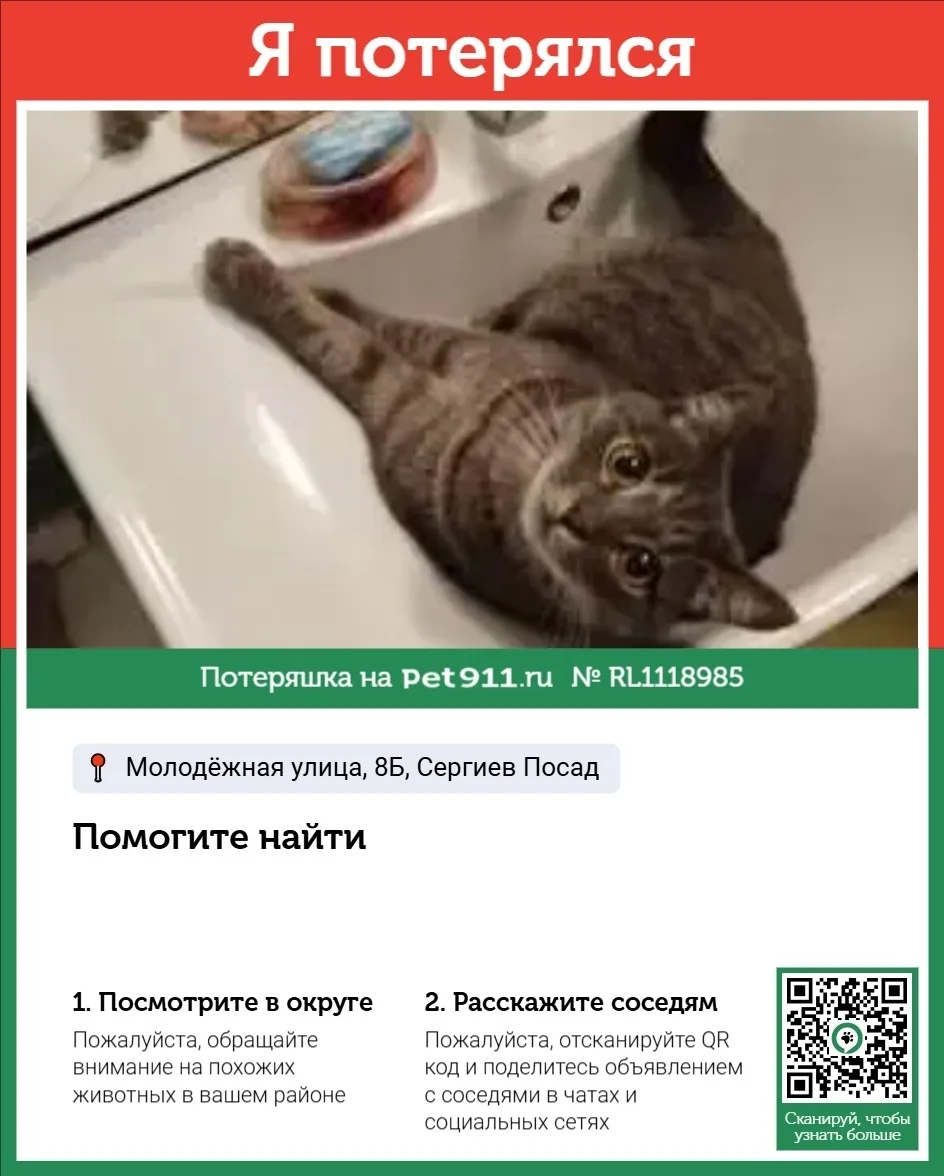 Пропала кошка в Реутове — фото питомца