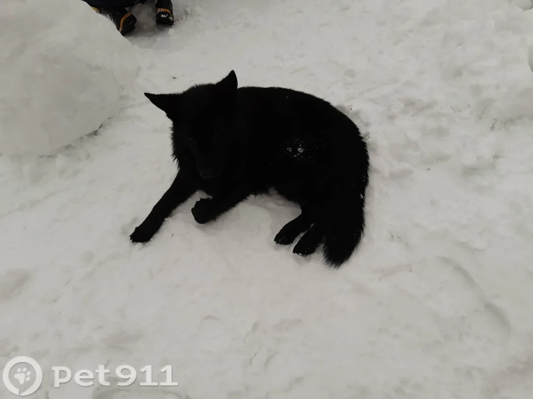Пропала собака в Реутове — фото питомца