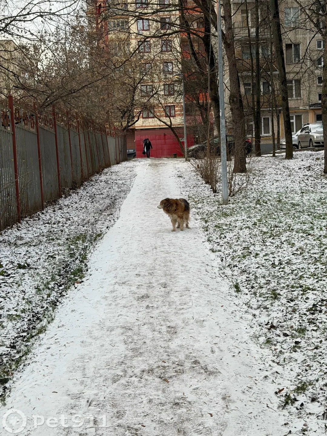 Найдена собака в Реутове — фото питомца