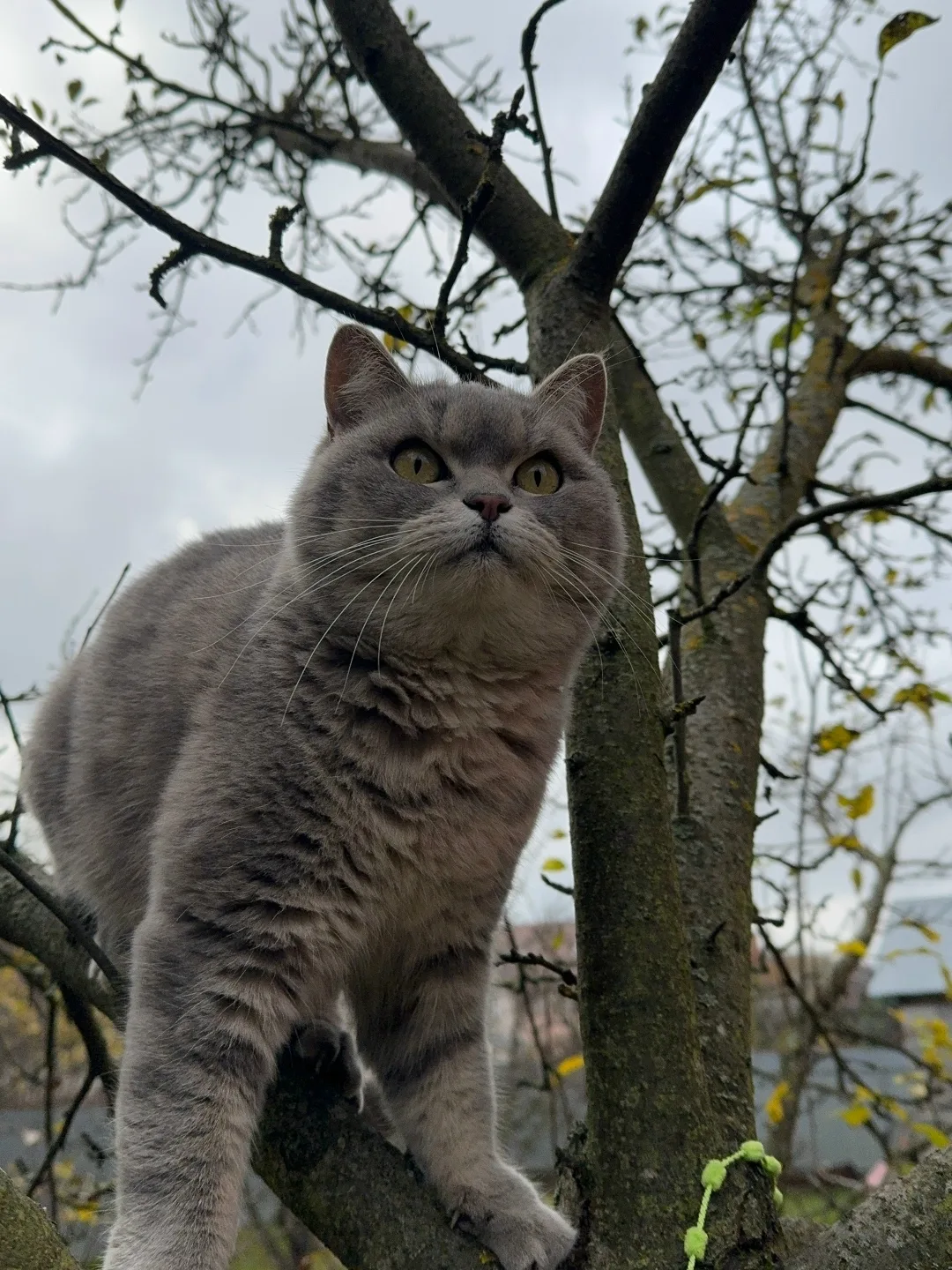 Пропала кошка в Домодедове — фото питомца