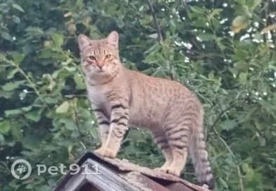 Пропала кошка в Реутове — фото питомца