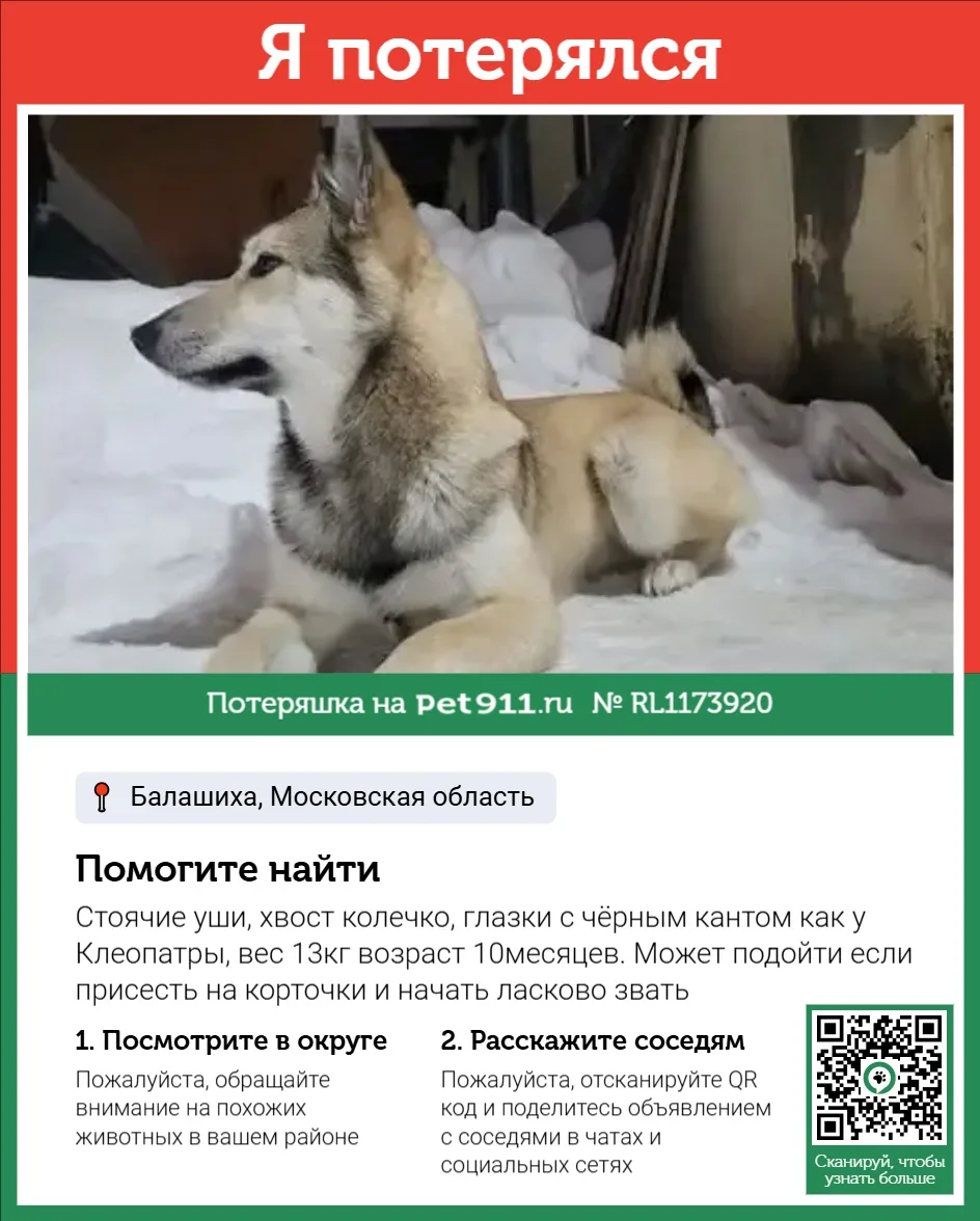 Найдена собака в Москве — фото питомца